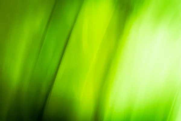 Abstraction Light Spring Grass Leaves Green Blurred Background Banner Waves Imagen De Stock