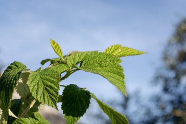 Small drops of dew on the green leaves of a raspberry bush against a blue sky.