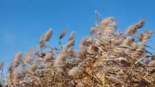 青空を背景に 乾燥したドライフラワーと川の葦の葉が風に揺れる 秋の天気は晴れ — ストック動画
