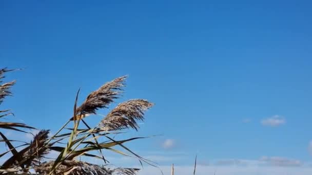 干枯的花和清澈蓝天背景下的芦苇种子在风中轻轻摇曳 秋天晴 — 图库视频影像