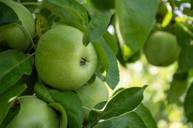 Meyve bahçesindeki ağaçtaki sulu yaprakların arasında toplanmaya hazır yeşil elmalar..