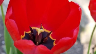 Kırmızı lale yakın plan. Keklik ve kekik. Çiçek tarlasında bahar çiçekleri.