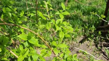 İlkbaharda genç yeşil yaprakların arasında kurumuş yasemin çiçeği. Rüzgarlı ve güneşli hava.