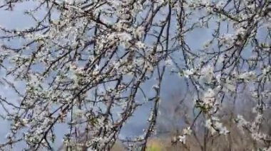 İlkbaharda erik çiçekleri, ince bir dalda bir sürü beyaz çiçek. Rüzgarlı bulutlu hava.