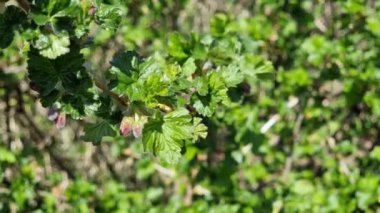 Böğürtlenlerin yeşil yaprakları ve tomurcukları çalıların dalında rüzgarda hafifçe sallanıyor. Bahar bahçesi. Sıcak, güneşli bir gün.