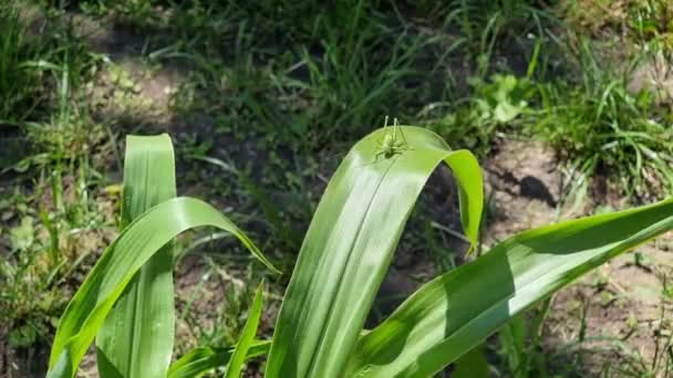 Small Green Grasshopper Sits Sways Wind Young Corn Leaf Garden — Stock Video