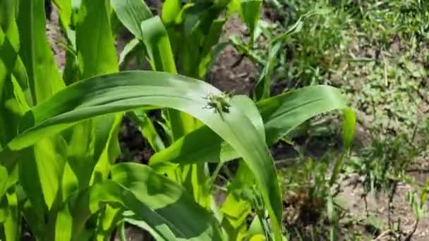 Маленький Прыгун Кузнечик Сидит Молодых Зеленых Листьях Кукурузы Растущих Поле — стоковое видео