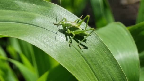 Young Jumping Grasshopper Basks Sun Juicy Green Leaf Corn Close — Stock Video