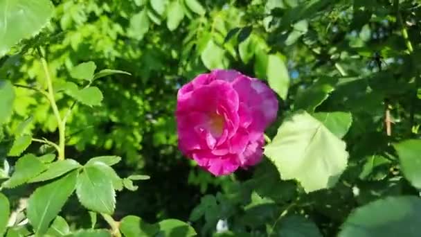 Цветущая Розовая Роза Кусте Среди Зеленых Листьев Цветы Летнем Саду — стоковое видео