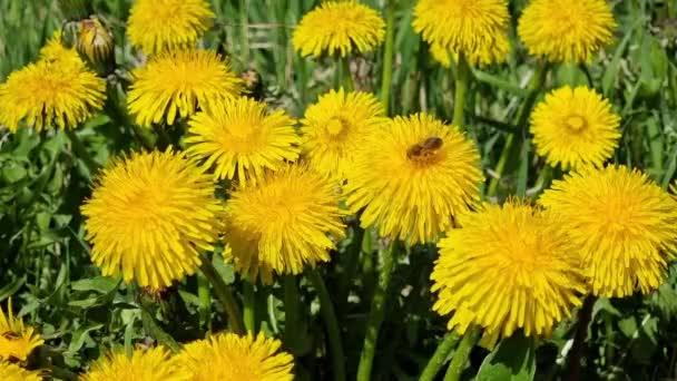 Pampeliška Kvetoucí Poli Včela Opylující Květiny Léčivé Rostliny Jarní Slunečný — Stock video