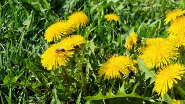 蒲公英在田野里盛开 一只蜜蜂在给黄色的花朵授粉 春阳天 — 图库视频影像