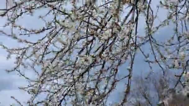 Ciruelo Florece Primavera Muchas Flores Una Rama Delgada Clima Nublado — Vídeo de stock