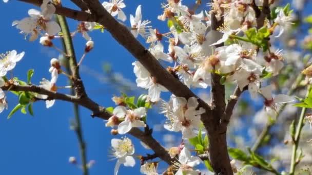 梅花和蜜蜂采蜜 果树的授粉 — 图库视频影像