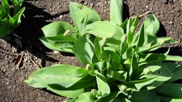 Los Primeros Brotes Primavera Tulipanes Arbusto Verde Primavera Día Soleado — Vídeo de stock