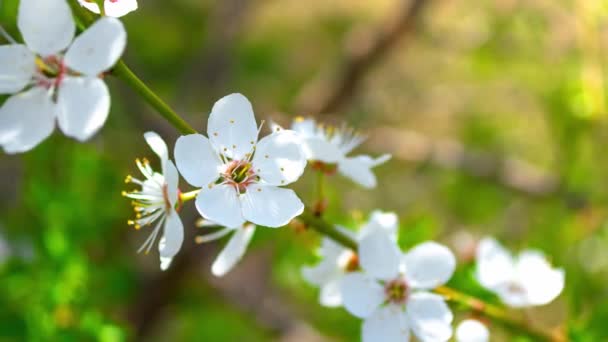 White Plum Blossom Blooming Orchard Close Dynamic Zooming Out Sunny — Stock Video