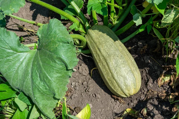 Big long ripe green zucchini in the summer garden on a sunny day. Agriculture.