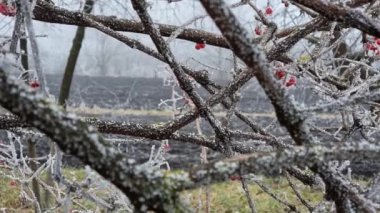 Donmuş dallar ve kışın başında, donla kaplı kırmızı viburnum meyveleri. Kış manzarası. Donuyor. Kış başlangıcı. Sis.