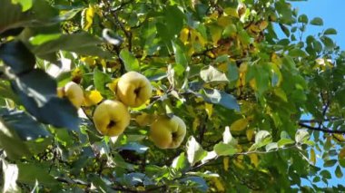 Olgun sarı bıldırcın, yeşil ve sarı yaprakların arasından sarkan mavi bir gökyüzüne sarkar..