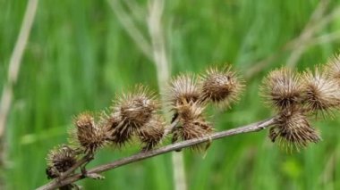 Kuru devedikeni tohumları rüzgarda sallanıyor. Yakın plan. Arkaplan bulanık.