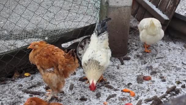 国内の雄鶏や雌鶏が雪上で穀物を求めて狩りをしています 田舎の庭 冷凍庫だ 冬の農業 — ストック動画