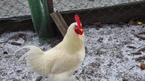 地元の鶏や鶏が村の庭を歩き回っています 冷凍庫だ 田舎の庭 冬の農業 — ストック動画