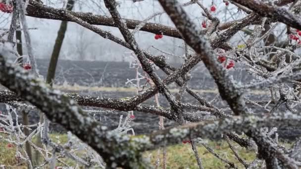 初冬に冷凍枝や赤いビブラムベリーが霜で覆われています 冬の風景 冷凍庫だ 初冬だ — ストック動画