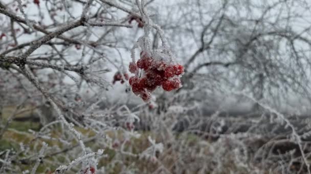 Заморожені Червоні Ягоди Калини Висять Гілки Замерзає Рання Зима — стокове відео
