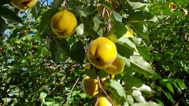 Zralé Plody Žlutého Quince Visí Větvi Mezi Zelenými Listy Houpají — Stock video