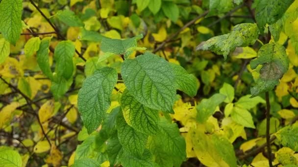 Genç Filizlenen Erik Filizleri Sonbaharda Sarı Yeşil Yaprakların Arka Planına — Stok video