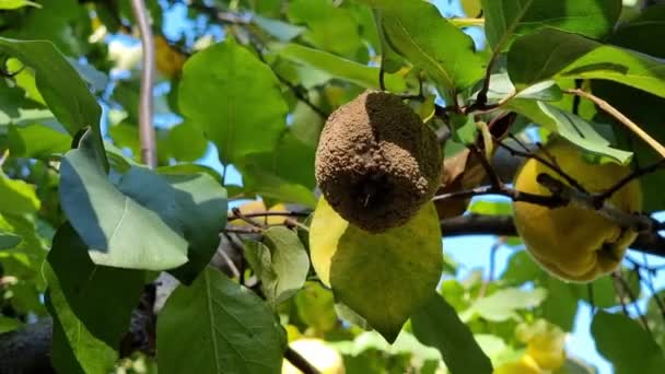 Rotten Quince Fruit Hangs Branch Yellow Green Dry Leaves Sways — Stock Video