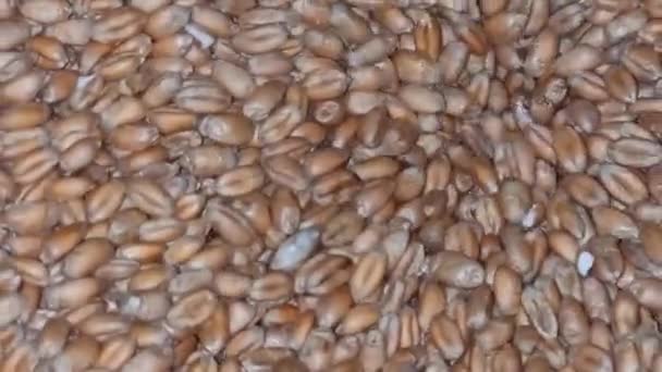 Processo Macinazione Del Grano Maturo Primo Piano Produzione Farina Agricoltura — Video Stock