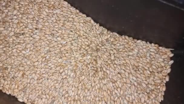 Процесс Измельчения Спелого Зерна Пшеницы Мельнице Сельское Хозяйство Крупный План — стоковое видео