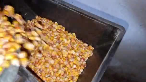 Nalévání Zralého Kukuřičného Zrna Mlýna Výroba Mouky Detailní Záběr Zemědělství — Stock video