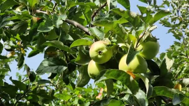 Rijp Grote Groene Appels Takken Van Boom Tussen Bladeren Tuinieren — Stockvideo