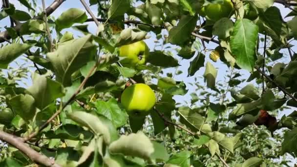 Manzanas Verdes Amarillas Maduras Cuelgan Las Ramas Árbol Entre Las — Vídeos de Stock