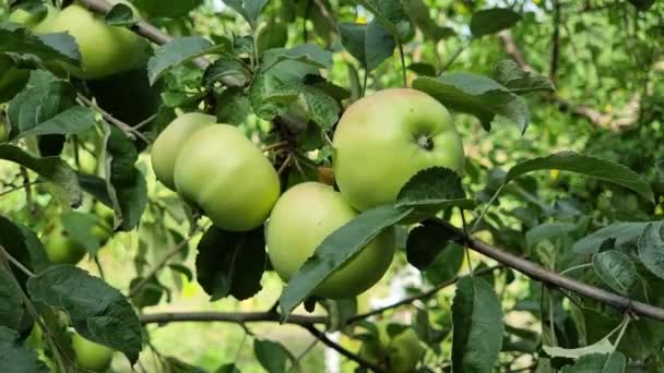 Groene Sappige Appels Hangen Aan Boomtakken Zomertuin Tussen Groene Bladeren — Stockvideo