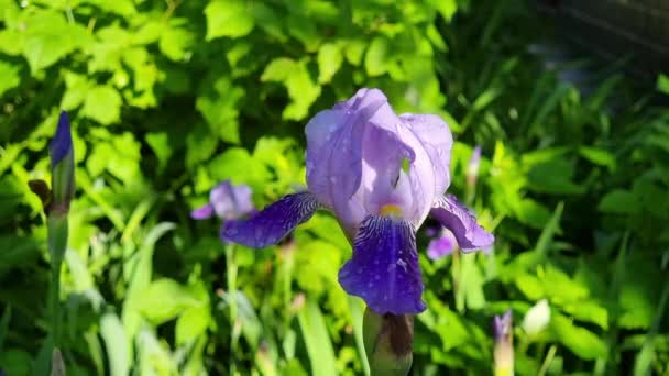 Blommande Lila Iris Blomma Rabatt Trädgården Gröna Irisstjälkar Närbild Suddig — Stockvideo
