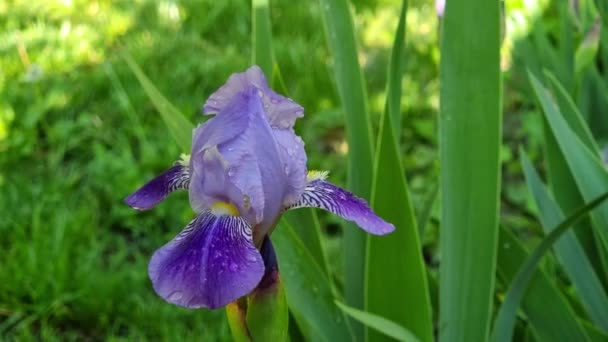 Blommande Lila Iris Blomma Rabatten Gröna Irisstjälkar Närbild Suddig Bakgrund — Stockvideo