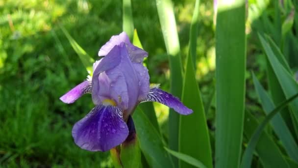 在花园里的花坛上绽放着紫色的虹膜花 绿色的虹膜茎 绿草的模糊背景 — 图库视频影像
