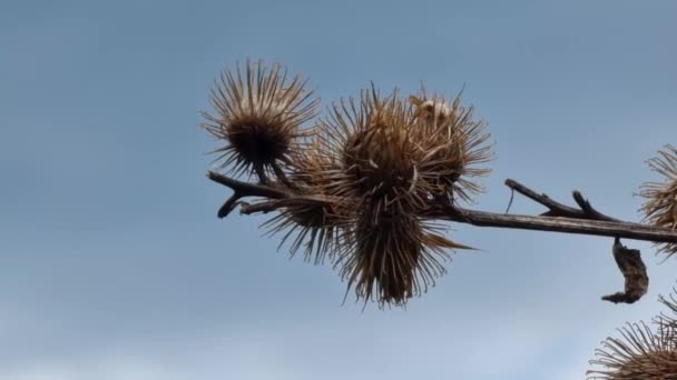 干枯的茴香种子在风中迎着晴朗的蓝天摇曳 后续行动 — 图库视频影像