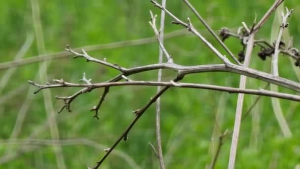 Ξηρά Στελέχη Της Γαϊδουράγκαθο Ένα Θολό Πράσινο Φόντο Γρασίδι Ταλαντεύεται — Αρχείο Βίντεο