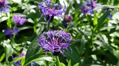 Centaurea siyanus, knapweed olarak da bilinir, yakın plan. Bahçe çiçekleri.