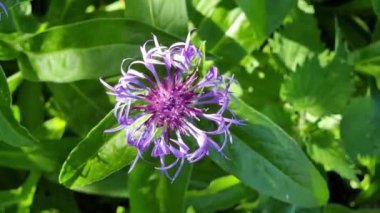 Centaurea siyanus, knapweed olarak da bilinir, yakın plan. Bir çiçek. Bahçe çiçekleri.