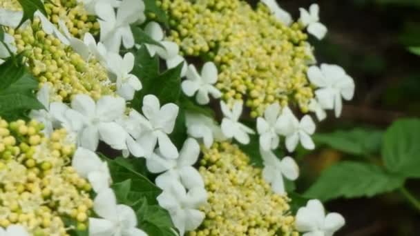 Viburno Floreciente Flores Blancas Inflorescencia Primer Plano Primavera Jardín — Vídeo de stock