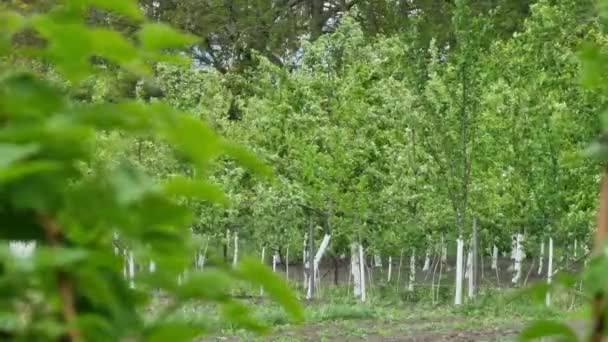 Jardín Primavera Verde Manzanos Jóvenes Vista Desde Los Arbustos Frambuesa — Vídeo de stock