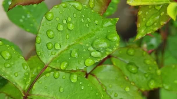 Foglie Verdi Con Gocce Acqua Giardino Dopo Pioggia Sfondo Naturale — Video Stock