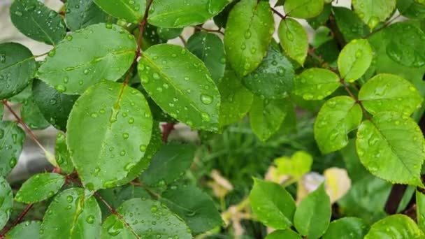 Gröna Blad Rosor Med Vattendroppar Trädgården Efter Regn Naturlig Bakgrund — Stockvideo