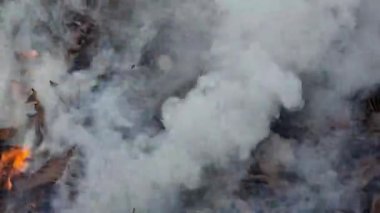 Sonbahar ormanlarında kuru yaprakları yakmak, ateş ve duman. Ekoloji sorunları.