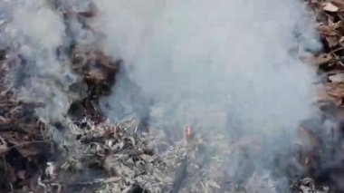 Ormanda kuru yapraklar ve çimenler yakarak, yakın plan. Yangından çıkan duman.