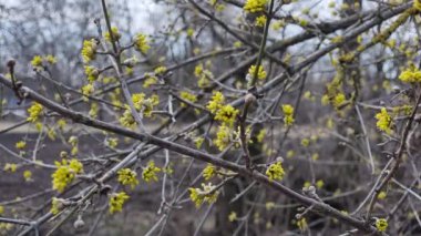 Cornus officinalis 'in sarı çiçekleri. Dallarda bir sürü çiçek var. Baharın başlarında.